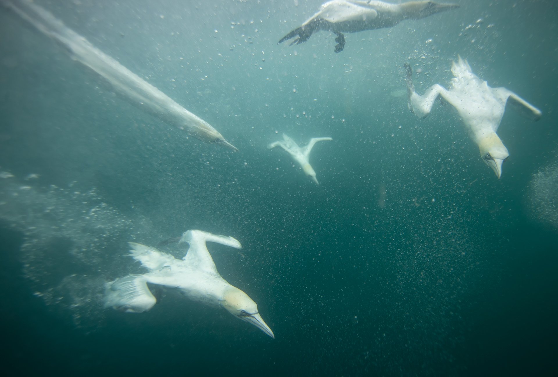 Gannets underwater